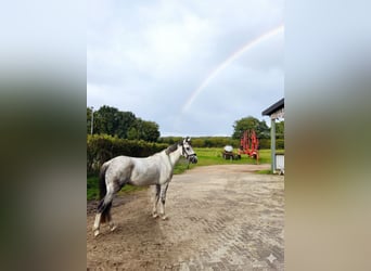 Deutsches Reitpony, Wallach, 8 Jahre, 138 cm, Apfelschimmel