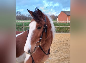 Deutsches Reitpony Mix, Wallach, 8 Jahre, 138 cm, Schecke