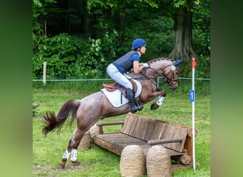 Deutsches Reitpony, Wallach, 8 Jahre, 140 cm, Rotschimmel