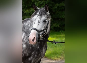 Deutsches Reitpony, Wallach, 8 Jahre, 142 cm, Apfelschimmel
