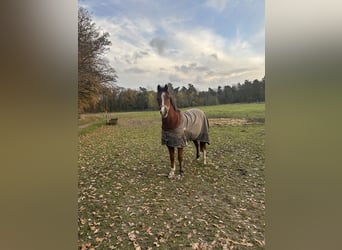 Deutsches Reitpony, Wallach, 8 Jahre, 142 cm, Brauner