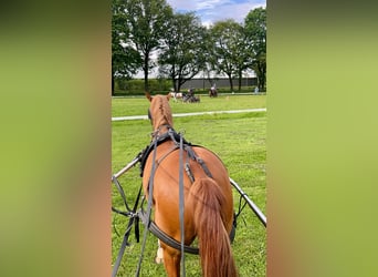 Deutsches Reitpony, Wallach, 8 Jahre, 142 cm, Fuchs