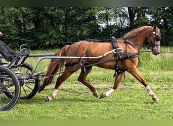 Deutsches Reitpony, Wallach, 8 Jahre, 142 cm, Fuchs