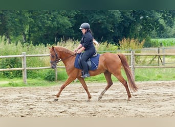 Deutsches Reitpony, Wallach, 8 Jahre, 142 cm, Fuchs