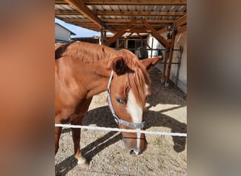 Deutsches Reitpony, Wallach, 8 Jahre, 142 cm, Fuchs