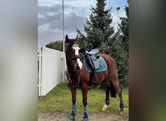 Deutsches Reitpony, Wallach, 8 Jahre, 144 cm, Brauner
