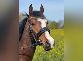 Deutsches Reitpony, Wallach, 8 Jahre, 144 cm, Brauner