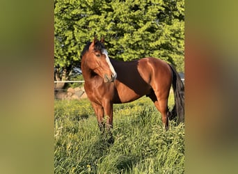 Deutsches Reitpony, Wallach, 8 Jahre, 144 cm, Brauner