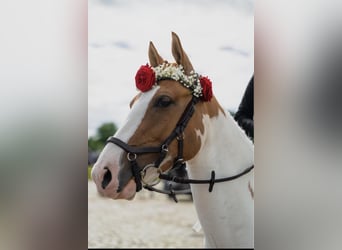 Deutsches Reitpony, Wallach, 8 Jahre, 144 cm, Schecke