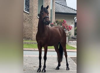 Deutsches Reitpony, Wallach, 8 Jahre, 145 cm, Brauner