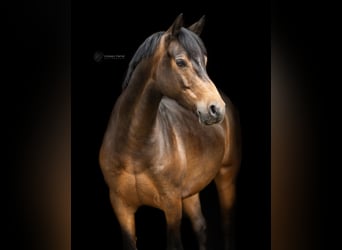 Deutsches Reitpony, Wallach, 8 Jahre, 145 cm, Dunkelbrauner