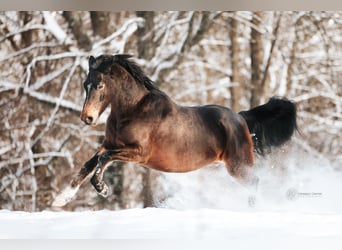 Deutsches Reitpony, Wallach, 8 Jahre, 145 cm, Dunkelbrauner