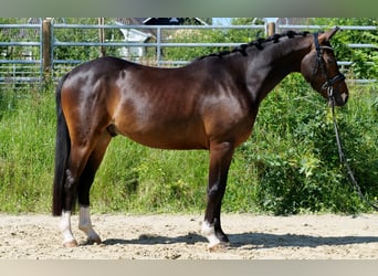 Deutsches Reitpony, Wallach, 8 Jahre, 145 cm, Dunkelbrauner