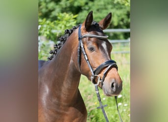 Deutsches Reitpony, Wallach, 8 Jahre, 145 cm, Dunkelbrauner