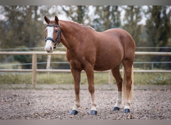 Deutsches Reitpony, Wallach, 8 Jahre, 145 cm, Fuchs