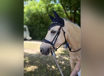 Deutsches Reitpony, Wallach, 8 Jahre, 145 cm, Palomino