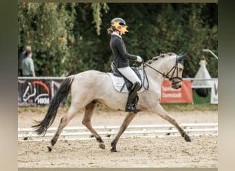 Deutsches Reitpony, Wallach, 8 Jahre, 145 cm, Palomino