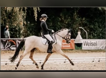 Deutsches Reitpony, Wallach, 8 Jahre, 145 cm, Palomino