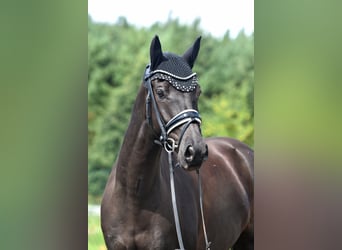 Deutsches Reitpony, Wallach, 8 Jahre, 145 cm, Rappe