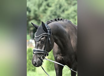 Deutsches Reitpony, Wallach, 8 Jahre, 145 cm, Rappe
