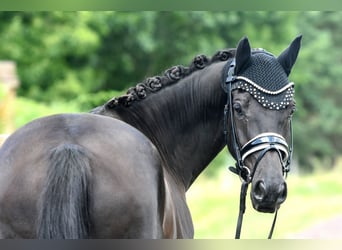 Deutsches Reitpony, Wallach, 8 Jahre, 145 cm, Rappe