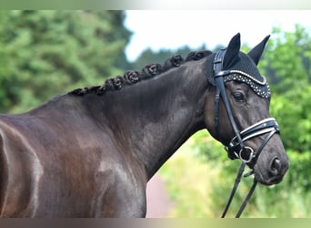 Deutsches Reitpony, Wallach, 8 Jahre, 145 cm, Rappe