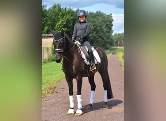 Deutsches Reitpony, Wallach, 8 Jahre, 145 cm, Rappe