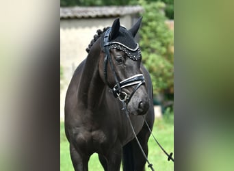 Deutsches Reitpony, Wallach, 8 Jahre, 145 cm, Rappe