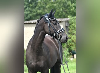 Deutsches Reitpony, Wallach, 8 Jahre, 145 cm, Rappe