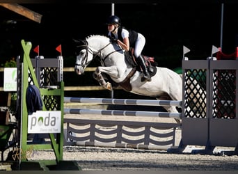 Deutsches Reitpony, Wallach, 8 Jahre, 146 cm, Schimmel