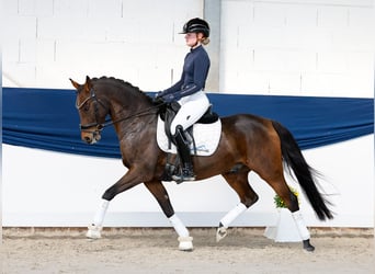 Deutsches Reitpony, Wallach, 8 Jahre, 147 cm, Dunkelbrauner