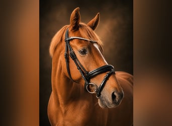 Deutsches Reitpony, Wallach, 8 Jahre, 147 cm, Fuchs