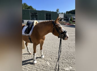 Deutsches Reitpony, Wallach, 8 Jahre, 147 cm, Fuchs