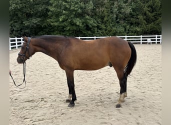 Deutsches Reitpony, Wallach, 8 Jahre, 148 cm, Brauner