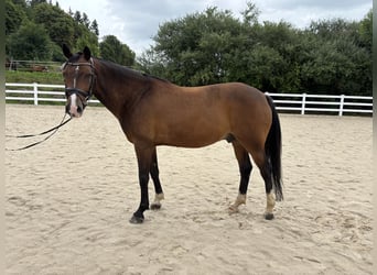 Deutsches Reitpony, Wallach, 8 Jahre, 148 cm, Brauner