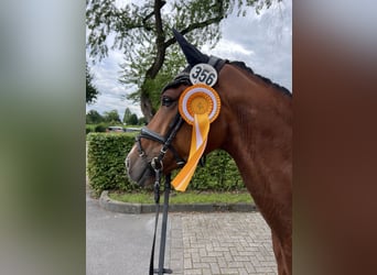 Deutsches Reitpony, Wallach, 8 Jahre, 148 cm, Brauner