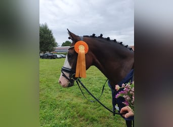 Deutsches Reitpony, Wallach, 8 Jahre, 148 cm, Brauner