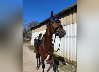 Deutsches Reitpony, Wallach, 8 Jahre, 148 cm, Brauner