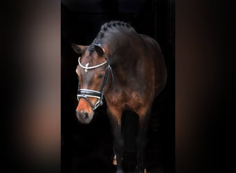 Deutsches Reitpony, Wallach, 8 Jahre, 148 cm, Brauner