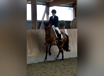 Deutsches Reitpony, Wallach, 8 Jahre, 148 cm, Brauner