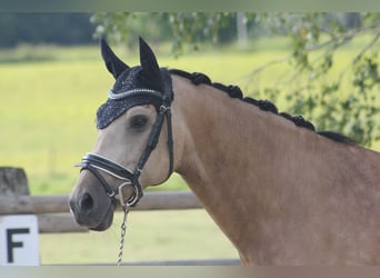Deutsches Reitpony, Wallach, 8 Jahre, 148 cm, Buckskin
