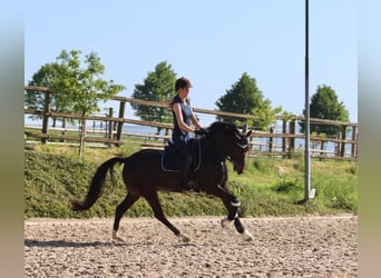 Deutsches Reitpony, Wallach, 8 Jahre, 148 cm, Dunkelbrauner