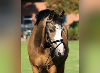 Deutsches Reitpony, Wallach, 8 Jahre, 148 cm, Falbe