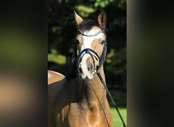 Deutsches Reitpony, Wallach, 8 Jahre, 148 cm, Falbe