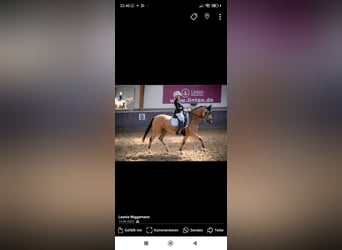 Deutsches Reitpony, Wallach, 8 Jahre, 148 cm, Falbe