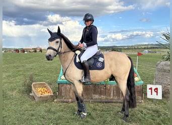 Deutsches Reitpony, Wallach, 8 Jahre, 148 cm, Falbe