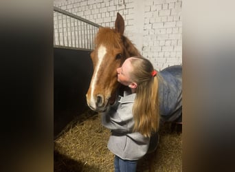 Deutsches Reitpony, Wallach, 8 Jahre, 148 cm, Fuchs
