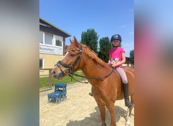 Deutsches Reitpony, Wallach, 8 Jahre, 148 cm, Fuchs