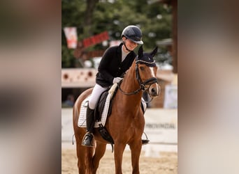 Deutsches Reitpony, Wallach, 8 Jahre, 148 cm, Fuchs