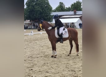 Deutsches Reitpony, Wallach, 8 Jahre, 148 cm, Fuchs